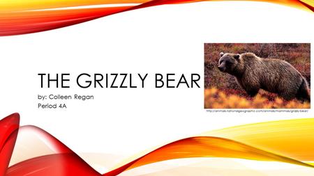 THE GRIZZLY BEAR by: Colleen Regan Period 4A