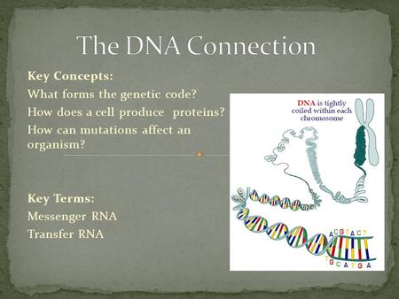 Key Concepts: What forms the genetic code? How does a cell produce proteins? How can mutations affect an organism? Key Terms: Messenger RNA Transfer RNA.
