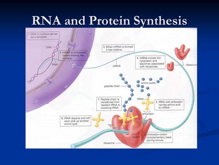 RNA and Protein Synthesis What is a gene? A region of DNA that contains instructions for the making of proteins. A region of DNA that contains instructions.