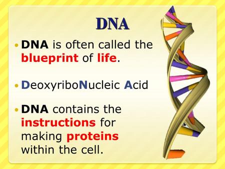 DNA DNA. DNA is often called the blueprint of life. DeoxyriboNucleic Acid DNA contains the instructions for making proteins within the cell.