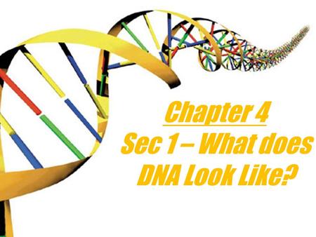 Chapter 4 Sec 1 – What does DNA Look Like? DNA stands for… Deoxyribonucleic acid.