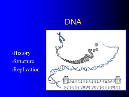 DNA  History  Structure  Replication. History of DNA Scientists thought protein was the heredity material Several Scientists disproved this and proved.