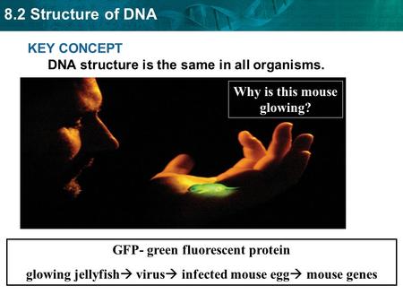 KEY CONCEPT DNA structure is the same in all organisms.