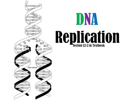 DNA Replication Section 12-2 in Textbook. ANIMAL CELL.