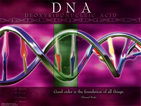 DNA Deoxyribonucleic Acid Purpose DNA codes for proteins and is the blueprint for life. The same DNA is found in all cells in your body (sex cells have.