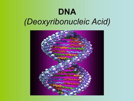 DNA (Deoxyribonucleic Acid). A HISTORY OF DNA DNA double helixDiscovery of the DNA double helix A. Frederick Griffith – Discovers that a factor in diseased.