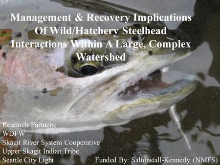Management & Recovery Implications Of Wild/Hatchery Steelhead Interactions Within A Large, Complex Watershed Research Partners: WDFW Skagit River System.