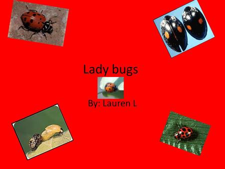 Lady bugs By: Lauren L. What is the scientific name for a lady bug? Most people call them lady beetles or lady bugs Scientist call them Coleoptera: Coccinellidae.