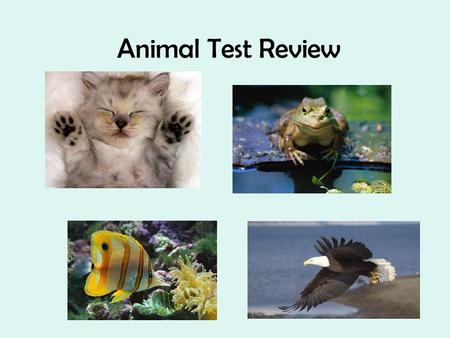 Animal Test Review.