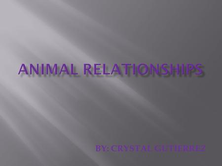 ANIMAL relationships BY: CRYSTAL GUTIERREZ.