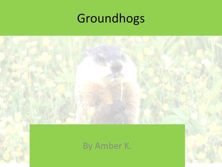 Groundhogs By Amber K. W HAT IS A G ROUNDHOG ? A groundhog is a woodchuck. They are Considered Rodents. Officially known to the marmot family Marmota.