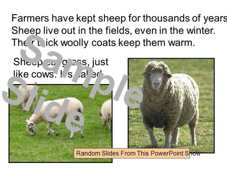 Farmers have kept sheep for thousands of years. Sheep live out in the fields, even in the winter. Their thick woolly coats keep them warm. Sheep eat grass,