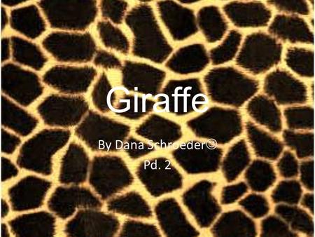 Giraffe By Dana Schroeder Pd. 2. Description Kingdom-Animalia Phylum- Chordata Class-Mammalia Order- Artiodactyla Family-Giraffidae Genus-G. Camelopardalis.