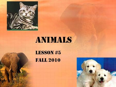 Animals Lesson #5 Fall 2010. African animals Elephant Hippo Zebra Elk Rhino Monkey Giraffe Bear.