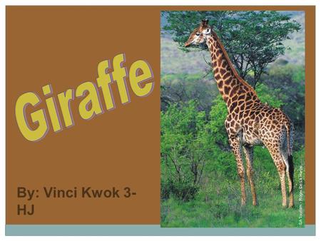 By: Vinci Kwok 3- HJ. The animals I want to research are giraffes. Giraffes are from the group of vertebrates, called mammals. They are interesting animals.
