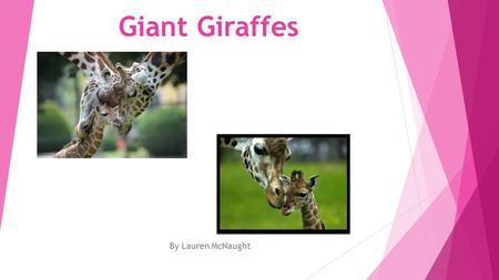 Giant Giraffes By Lauren McNaught Do you know what giraffes eat?  The giraffe is a herbivore they like to eat leaves, leaf buds, fruit, grass, corn.