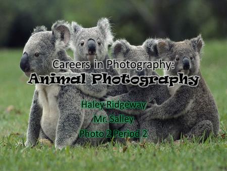What is Animal Photography? How can I become an animal photographer??