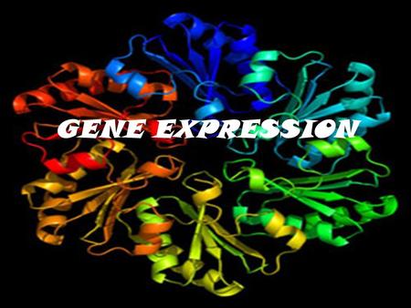 GENE EXPRESSION. Gene Expression Our phenotype is the result of the expression of proteins Different alleles encode for slightly different proteins Protein.
