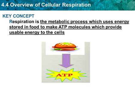 KEY CONCEPT Respiration is the metabolic process which uses energy stored in food to make ATP molecules which provide usable energy to the cells.
