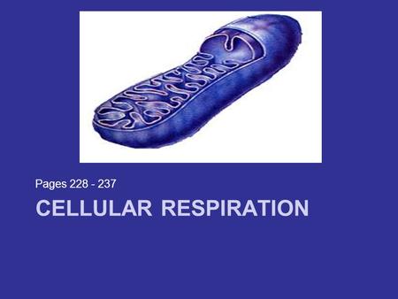 Pages 228 - 237 Cellular Respiration.