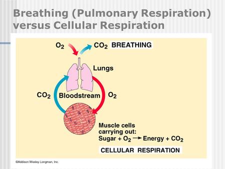 Breathing (Pulmonary Respiration) versus Cellular Respiration
