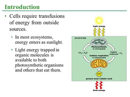 Cells require transfusions of energy from outside sources. In most ecosystems, energy enters as sunlight. Light energy trapped in organic molecules is.