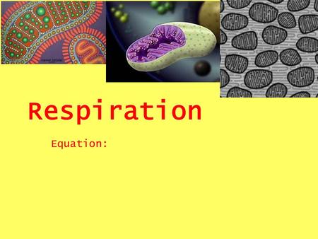 Respiration Equation:.