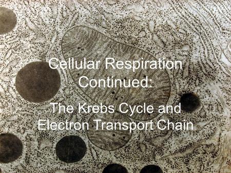 Cellular Respiration Continued: The Krebs Cycle and Electron Transport Chain.