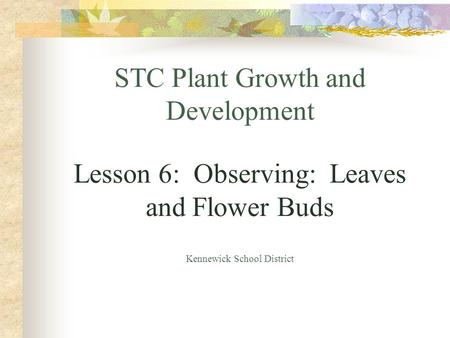 STC Plant Growth and Development Lesson 6: Observing: Leaves and Flower Buds Kennewick School District.