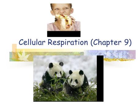 Cellular Respiration (Chapter 9). Energy source Autotrophs: Producers Plants, algae and some bacteria Make own organic molecules Heterotrophs: Consumers.