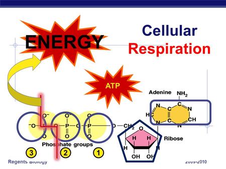Regents Biology 2009-2010 Cellular Respiration ENERGY ATP 123.
