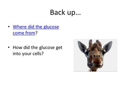 Back up… Where did the glucose come from? Where did the glucose come from How did the glucose get into your cells?