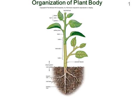 1 Organization of Plant Body. 2 Vegetative Organs of Several Eudicots.