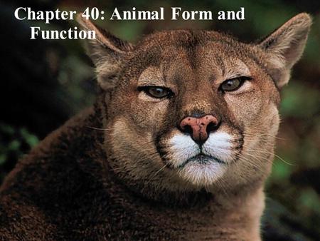 Copyright © 2005 Pearson Education, Inc. publishing as Benjamin Cummings Chapter 40: Animal Form and Function.