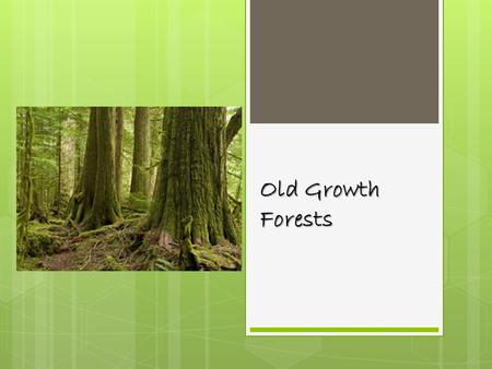Old Growth Forests. Old Growth forests are diverse places, with young and very old trees, decay and new growth, canopy gaps, uprooted tree, large logs,