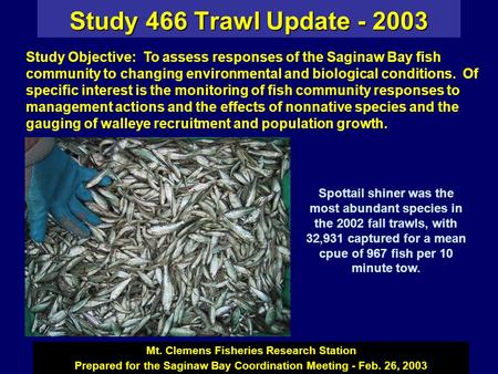 Study 466 Trawl Update - 2003 Mt. Clemens Fisheries Research Station Prepared for the Saginaw Bay Coordination Meeting - Feb. 26, 2003 Spottail shiner.