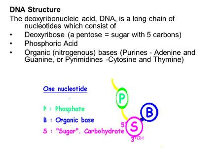 DNA Structure The deoxyribonucleic acid, DNA, is a long chain of nucleotides which consist of Deoxyribose (a pentose = sugar with 5 carbons) Phosphoric.