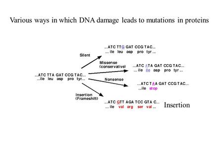 Various ways in which DNA damage leads to mutations in proteins Insertion.