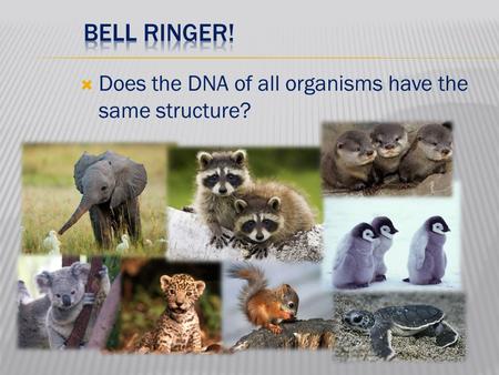 Bell Ringer! Does the DNA of all organisms have the same structure?