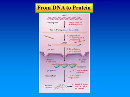 From DNA to Protein. Knowledge of Nucleic Acid Chemistry Is Essential to the Understanding of DNA Structure.