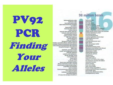 PV92 PCR Finding Your Alleles. Listed here are functional genes (genes that code for proteins). PV92 is not functional (as far as we know) so it is not.