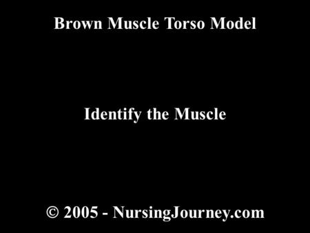  2005 - NursingJourney.com Brown Muscle Torso Model Identify the Muscle.