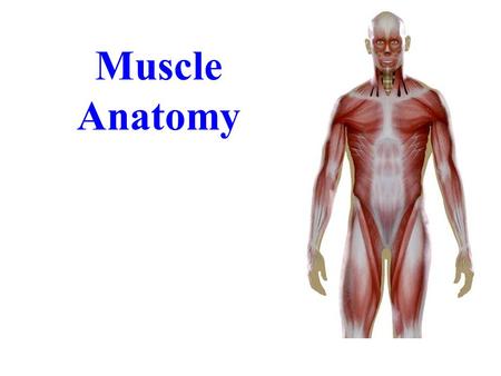 Muscle Anatomy.
