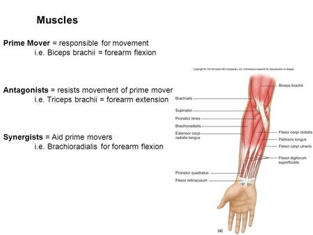 Muscles Prime Mover = responsible for movement