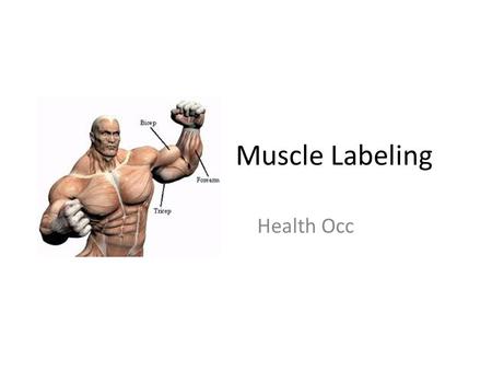 Muscle Labeling Health Occ.