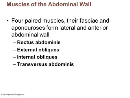 Muscles of the Abdominal Wall