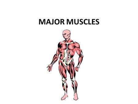 MAJOR MUSCLES.