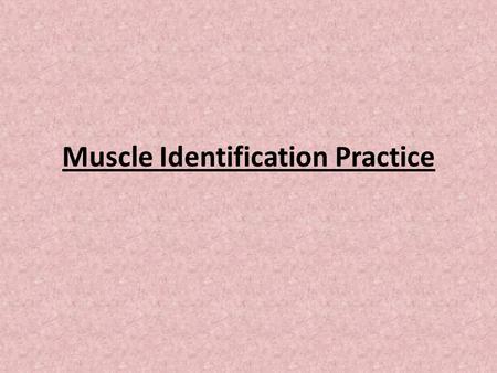 Muscle Identification Practice