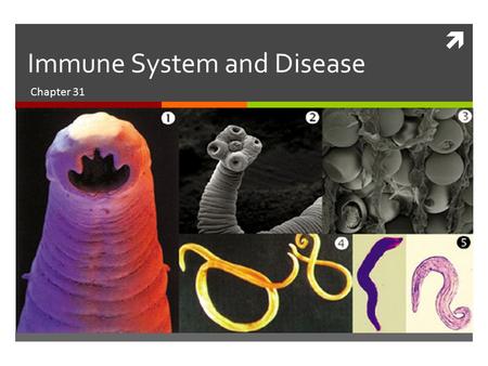 Immune System and Disease