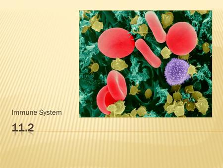 Immune System.  The immune system defends against threats in our environment  Two types of immunity  Innate  which you are born with  Acquired.